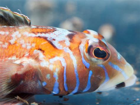 魚種類|写真から探せる魚図鑑